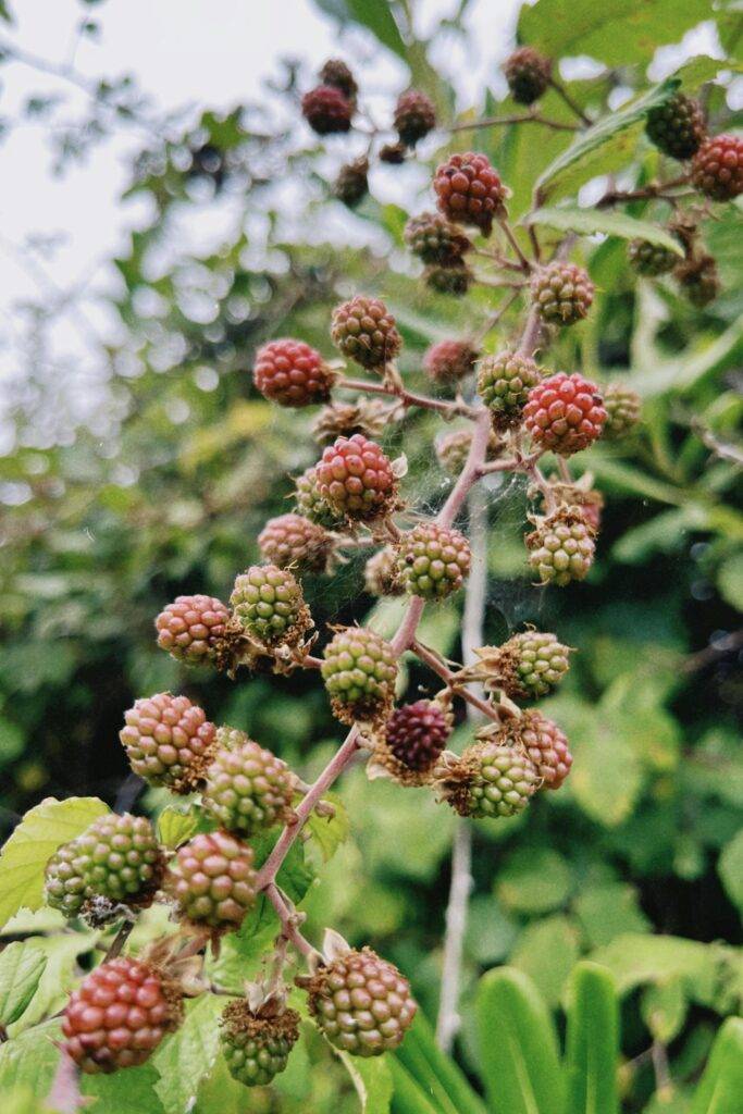 Why Berries Are Awesome